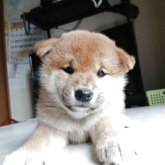 柴犬(標準サイズ)