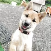 柴犬(標準サイズ)