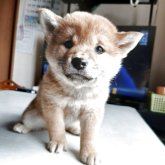 柴犬(標準サイズ)