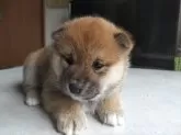 柴犬(標準サイズ)【大分県・女の子・2024年12月13日・赤】の写真2