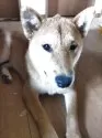 柴犬(標準サイズ)【大分県・男の子・2025年2月17日・赤】の写真2
