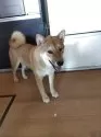 柴犬(標準サイズ)【大分県・男の子・2025年2月17日・赤】の写真4