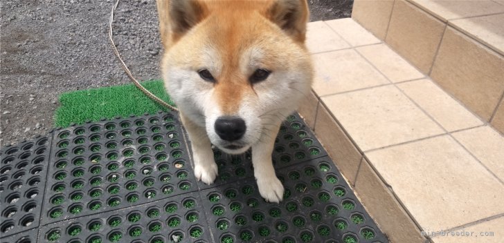 柴犬(標準サイズ)【・女の子・2020年8月13日・あか】「母親ボンです。」