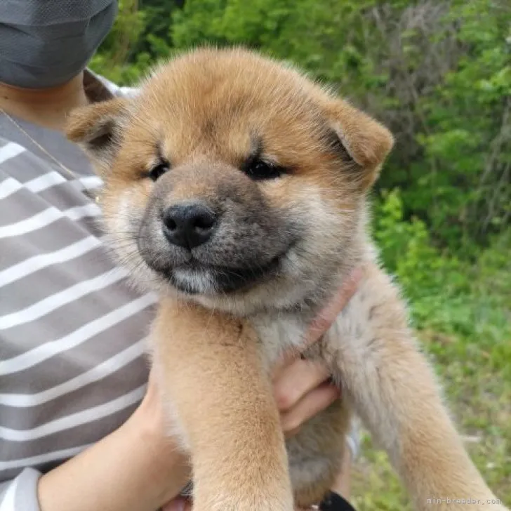 ID:2305-00788の子犬