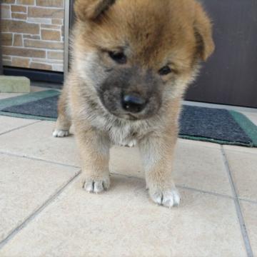 柴犬(標準サイズ)【大分県・女の子・2022年9月21日・あか】の写真「ぽっちゃりしてかわいい女の子」