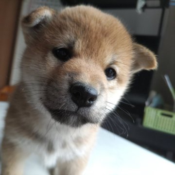 柴犬(標準サイズ)【大分県・女の子・2024年4月29日・あか】の写真「小ぶりでかわいい女の子」