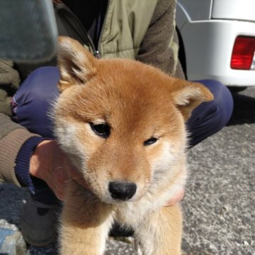 柴犬(標準サイズ)【大分県・女の子・2023年12月28日・赤】の写真「ぽっちゃりかわいい女の子」