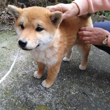 柴犬(標準サイズ)【大分県・女の子・2023年10月22日・あか】の写真「濃い赤毛の超かわいい女の子」