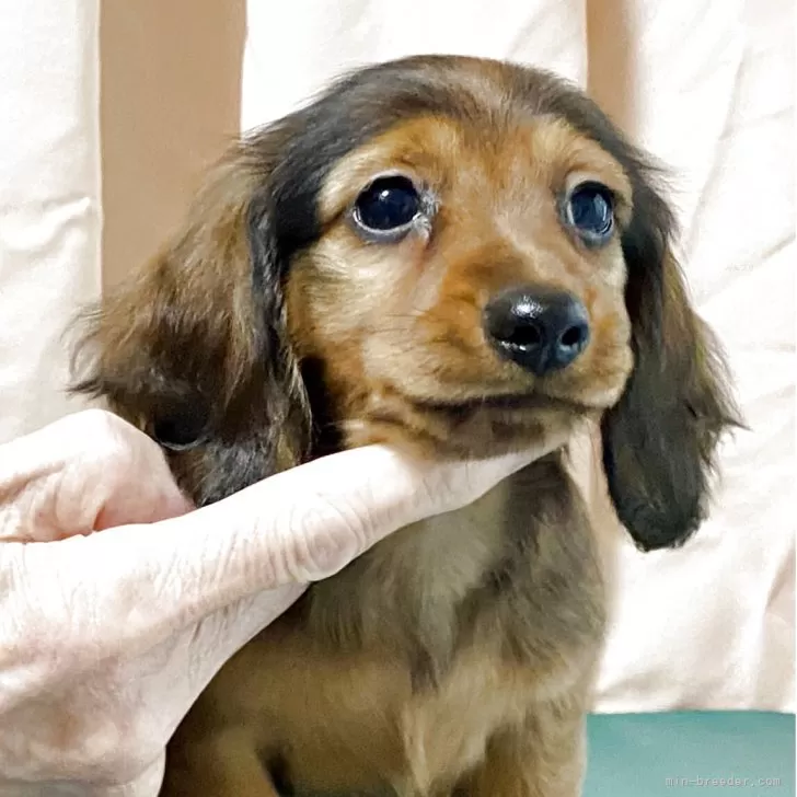 ID：2505-06735の子犬