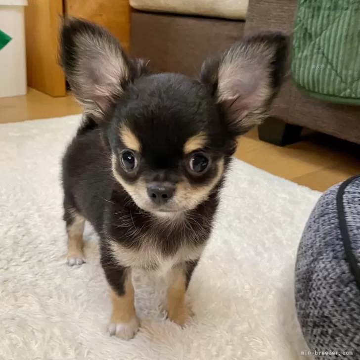 ID：2409-01514の子犬