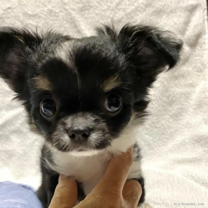 ID:2208-04513の子犬