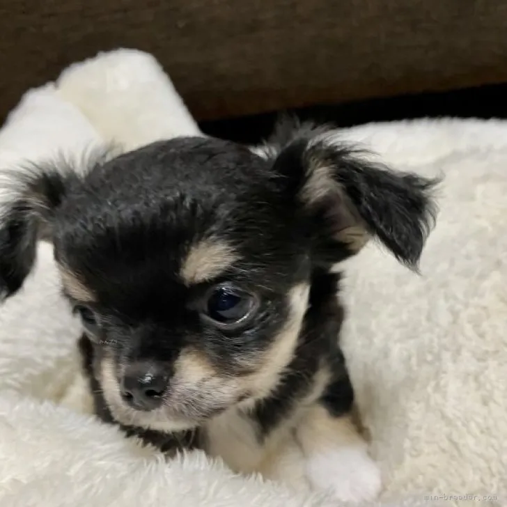 ID：2309-05297の子犬