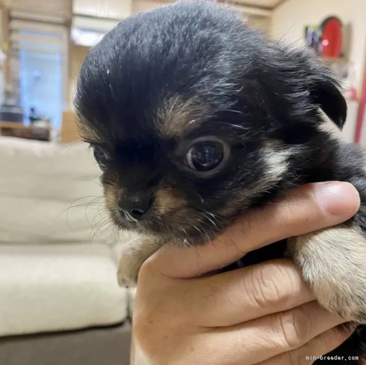 ID:2302-04759の子犬
