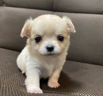 チワワ(ロング)【富山県・女の子・2020年9月28日・フォーン&ホワイト】の写真「おっとりした愛らしい女の子です🌟」