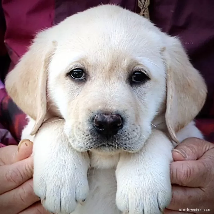 ID:2501-06158の子犬