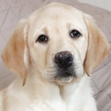 ラブラドールレトリバー【岡山県・女の子・2025年6月2日・イエロー】の写真「英国ラブラドール直子の子犬生まれました。」