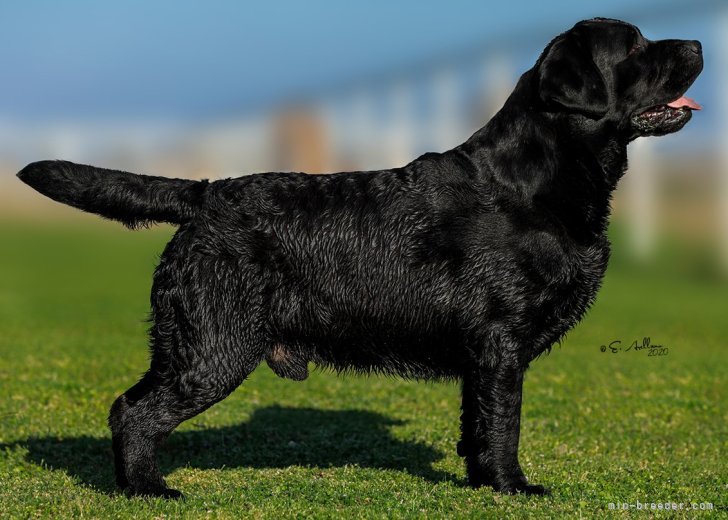 ラブラドールレトリバー【・男の子・2017年8月24日・ブラック】