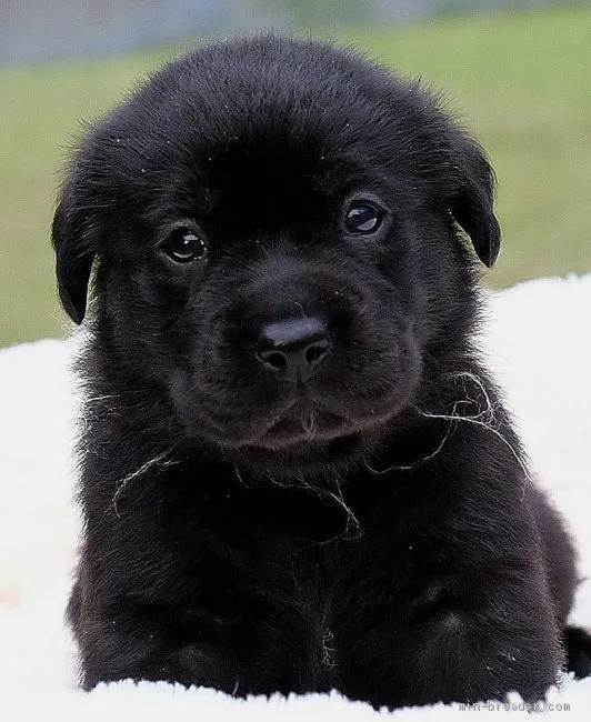 ID：2009-03258の子犬