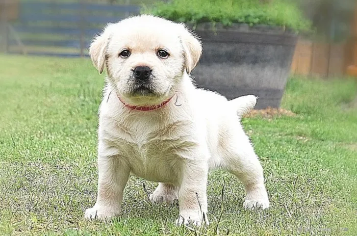 ID：2105-01632の子犬