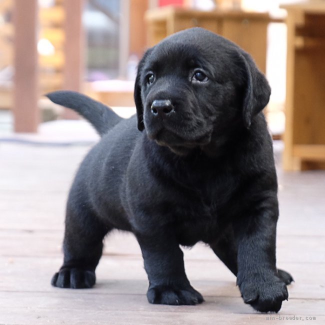 ラブラドールレトリバー【岡山県・男の子・2019年7月5日・ブラック】イギリス系ラブラドール直子の子犬｜みんなの