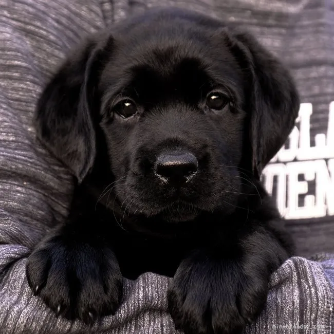 sun 様のお迎えした子犬