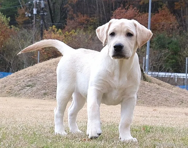 GTR 様のお迎えした子犬