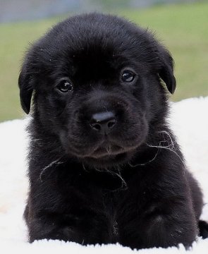 ラブラドールレトリバー【岡山県・女の子・2020年8月28日・ブラック】の写真「英国ラブラドール直子の子犬生まれました。」