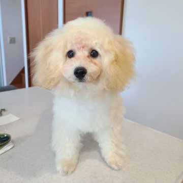 トイプードル(トイ)【香川県・男の子・2024年5月29日・ペール・フォーン】の写真「癒し系♡人懐っこい男の子♡」
