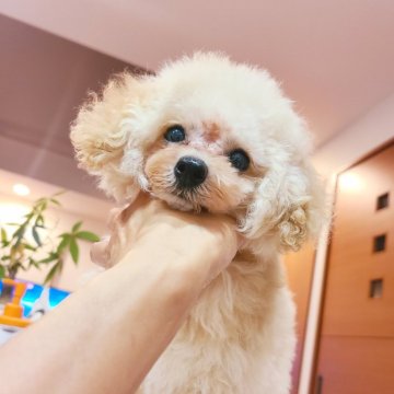 トイプードル(ティーカップ)【香川県・男の子・2024年5月29日・オレンジ・フォーン】の写真「くりくりおめめ♪小さな男の子♡」