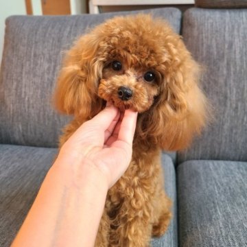 トイプードル(タイニー)【香川県・男の子・2022年5月7日・レッド】の写真「そっと寄り添ってくれる男の子♪♪」
