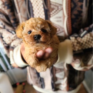 トイプードル(ティーカップ)【香川県・男の子・2024年2月19日・オレンジ・フォーン】の写真「お鼻が短く ぽてぽて歩く男の子♡」