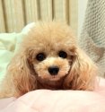 ティーカッププードル【・女の子・2019年7月28日・アプリコット】「大きなおめめが印象的♪♪」