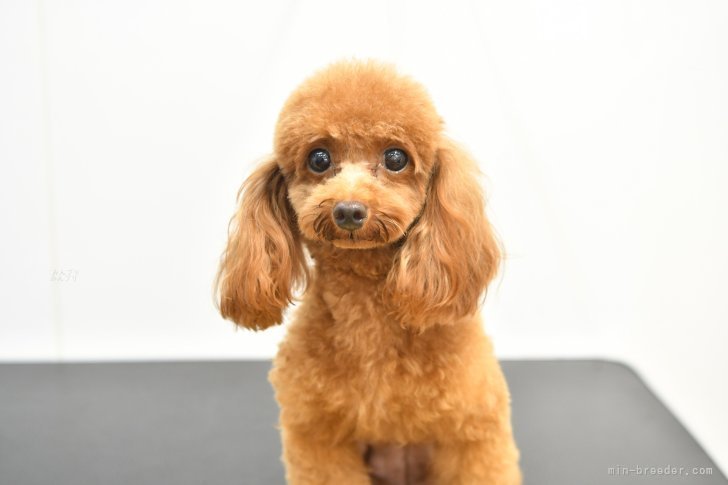益田千恵子ブリーダーのブログ：ピピちゃんベビー産まれました！