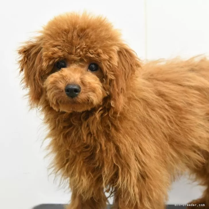 K.I 様のお迎えした子犬
