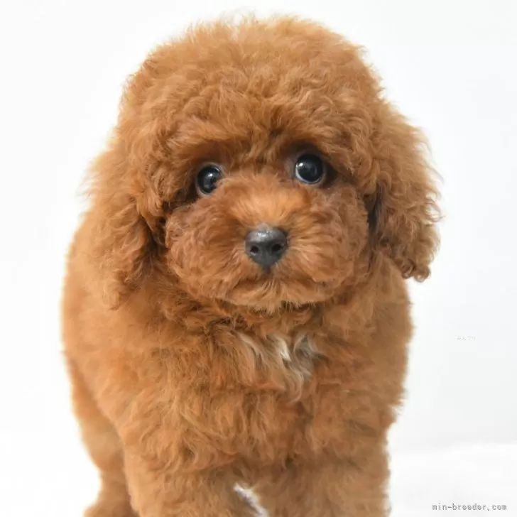 Ohana3 様のお迎えした子犬