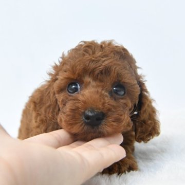 ティーカッププードル【福岡県・男の子・2025年7月8日・レッド】の写真「お目目が大きくて可愛い男の子です！」