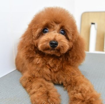 トイプードル(ティーカップ)【福岡県・男の子・2025年7月8日・レッド】の写真「人懐っこく遊ぶの大好きな男の子です。」