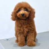 トイプードル(ティーカップ)