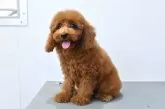 ティーカッププードル【福岡県・男の子・2025年7月8日・レッド】の写真4