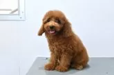 ティーカッププードル【福岡県・男の子・2025年7月8日・レッド】の写真5