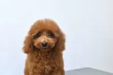 ティーカッププードル【福岡県・男の子・2025年7月8日・レッド】の写真7