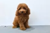 ティーカッププードル【福岡県・男の子・2025年7月8日・レッド】の写真9