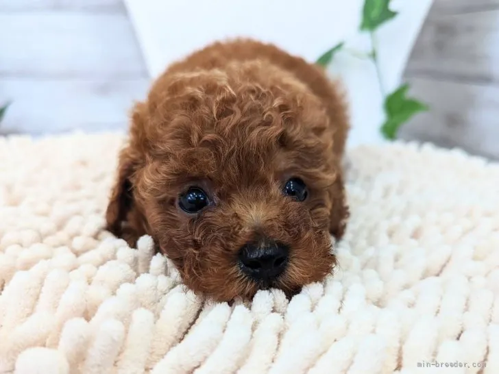 ID:2204-02508の子犬
