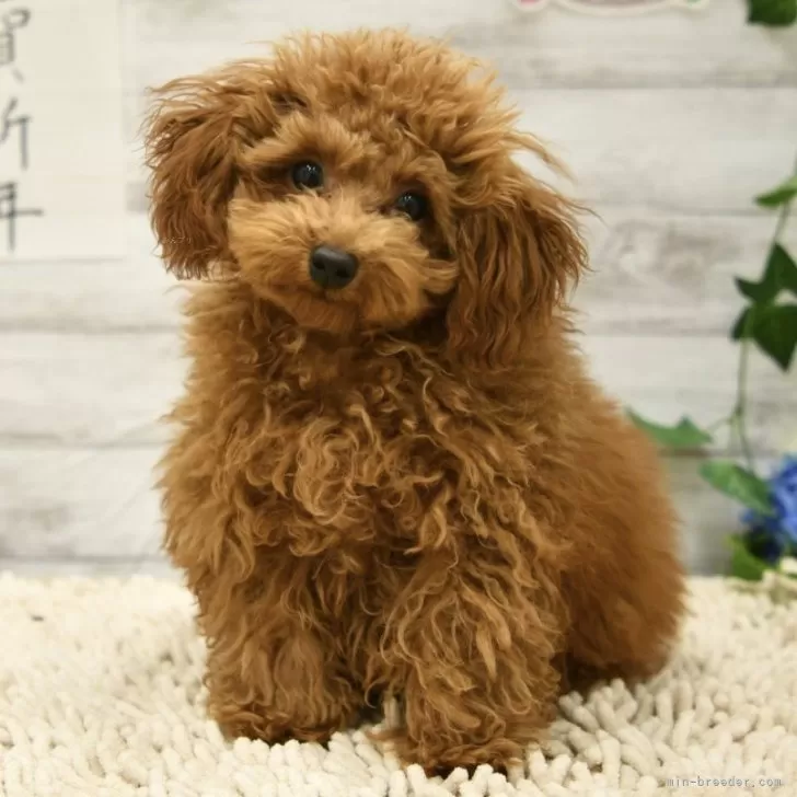 ID:2310-02879の子犬