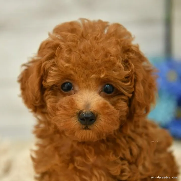 ID:2310-02882の子犬