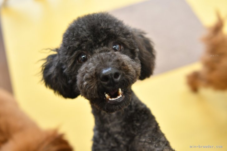 トイプードル(トイ)【・女の子・2021年3月8日・ブラック】