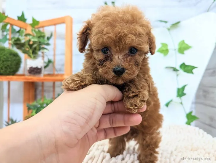 hagimama 様のお迎えした子犬