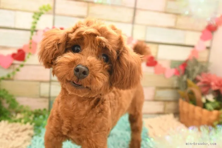 ID:2102-03092の子犬