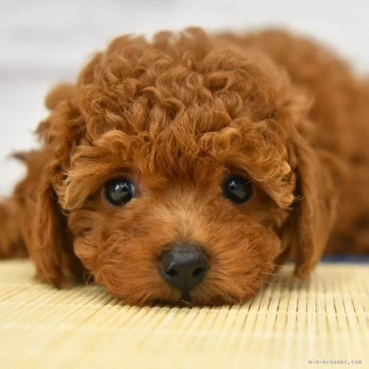 ちりこ 様のお迎えした子犬