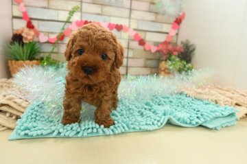 トイプードル(タイニー)【福岡県・女の子・2021年3月2日・レッド】の写真「丸くてかわいい女の子です。」
